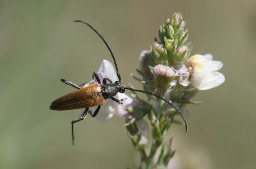 Réf. 248 859 : Stenurella sp.